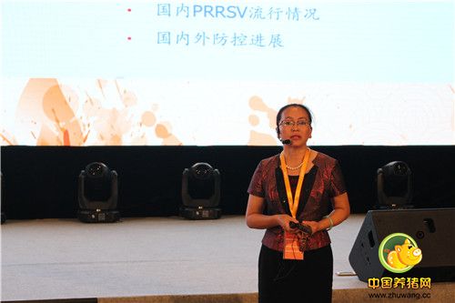 “一针防两病”——硕腾猪瘟-蓝耳二联苗“瑞兰稳”在中国率先上市