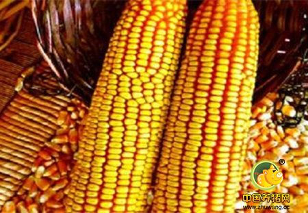 玉米价格低迷 专家提醒：现阶段惜售不可取