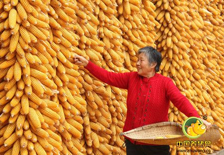 当前形势下玉米市场套保策略分析