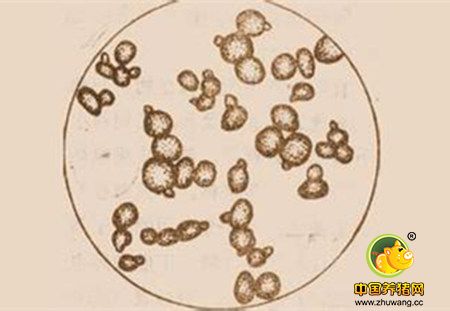 别小瞧！日粮纤维对妊娠母猪有着不可胜数的影响