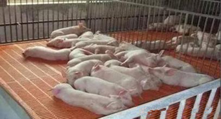 猪舍光照对猪群的影响