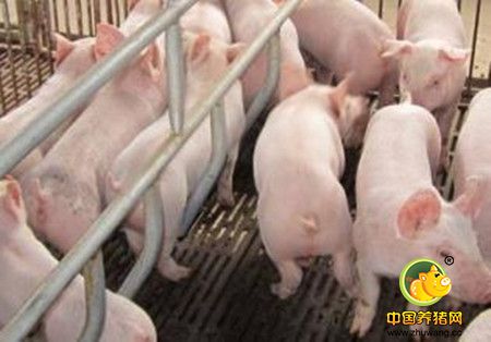 电子游艺网站
内呼吸道疾病的发生原因与防控措施