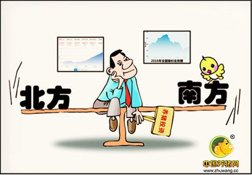 年末行情大好 南北地区猪价分别怎么涨？