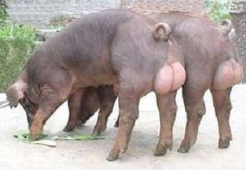 电子游艺网站
引进种猪群进场操作与注意事项！