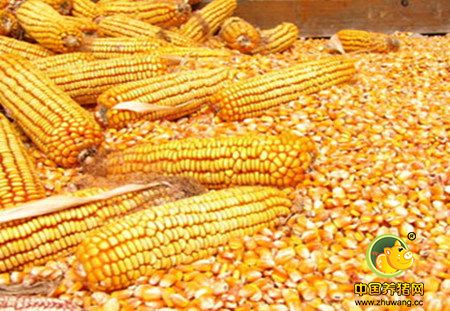 玉米深加工企业收购即将“收官”！