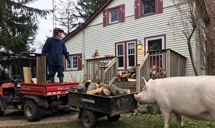 夫妇养迷你宠物猪结果竟成这样，网友：神逆转！