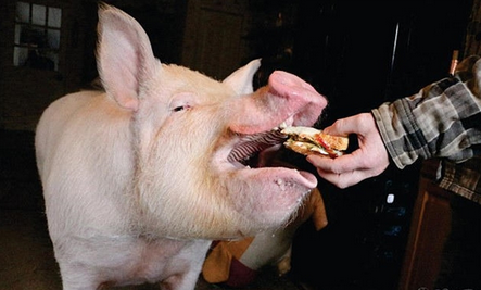 夫妇养迷你宠物猪结果竟成这样，网友：神逆转！