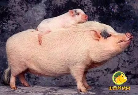 冻精相比较液态精液有哪些劣势？电子游艺网站
繁育需注意这些！