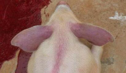 英国培育出转基因“超级猪”：可抵御毁灭致命性病毒