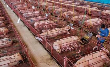 百闻不如一见，外国养电子游艺网站
就是如同神一般的存在！