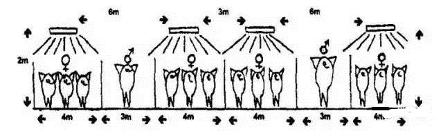 知道猪舍该按几个灯泡吗？很多电子游艺网站
都忽略的：猪的光照