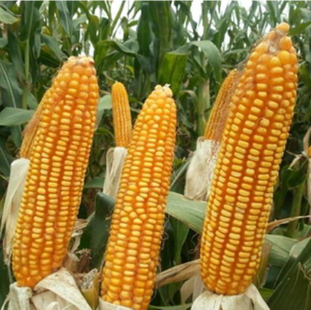 买还是不买？当下一波国产优质玉米采购时机将至