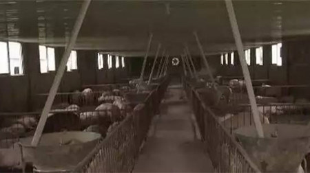 养猪四个月不清粪，从来不冲洗， 完美实现污染零排放！
