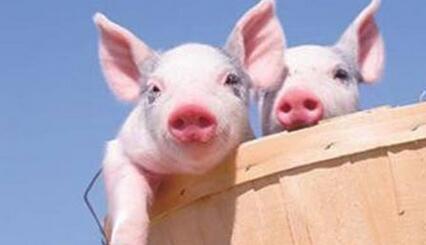 美国电子游艺平台
价格不到国内一半，双汇靠“洋电子游艺平台
”控成本