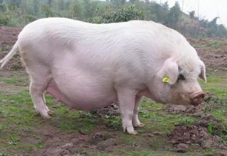 如何给母猪喂料特别是产前和产后