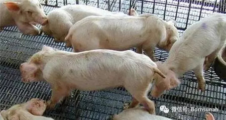 派仔健用了都说好！