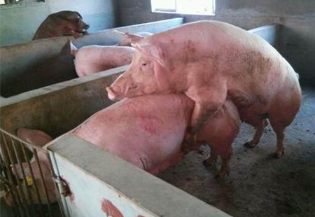 养电子游艺网站
为何都采用人工授精的方式代替公猪母猪本交？