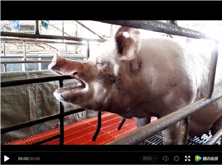 猪生性怕热！