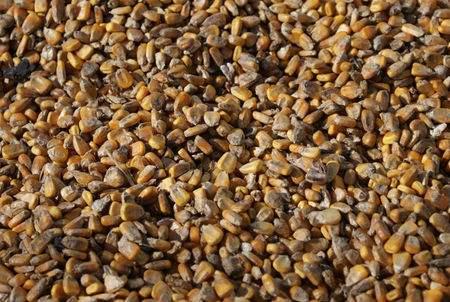 临储玉米拍卖只有三四年前的陈粮？错！还有80万吨优质粮