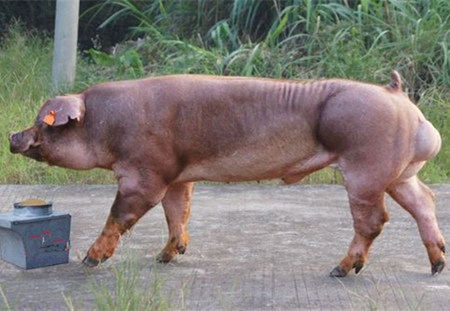 高科技时代养电子游艺网站
再也没有了公猪的用武之地