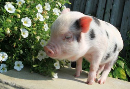 营养、免疫力与健康三者之间的关系?