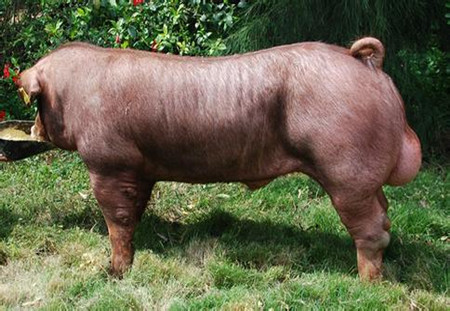 你会选种猪吗？什么样的种猪才是好的标准？怎么养好种猪？