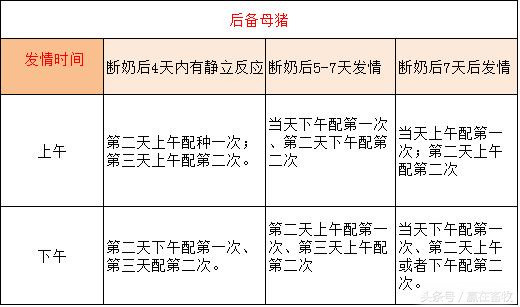 母猪配种率低，别怪公猪没本事！配种员该从自身找原因
