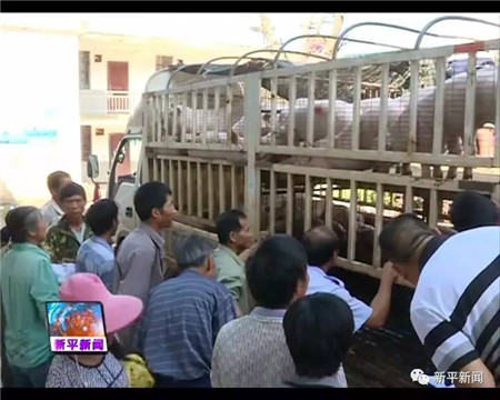 建兴: “送母还子”仔猪繁育 循环发展促脱贫