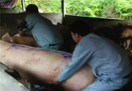 这些公猪没有生育能力，为什么电子游艺网站
离不了？