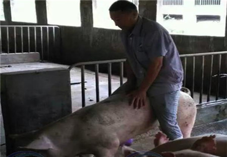 这些公猪没有生育能力，为什么电子游艺网站
离不了？