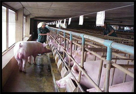 这些公猪没有生育能力，为什么电子游艺网站
离不了？