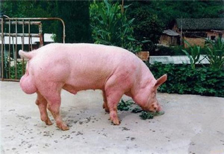 这些公猪没有生育能力，为什么电子游艺网站
离不了？