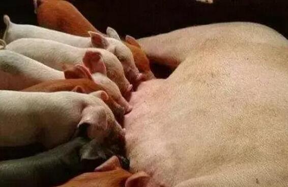 减少哺乳仔猪死亡，这些你不能不读！