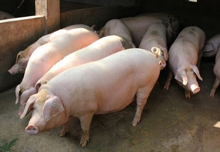 什么？！中国将为越南肉猪打开国门?