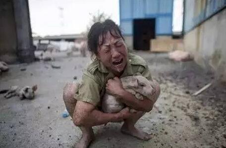 禁养拆电子游艺网站
是否公平？散小养殖户所剩无几 规模电子游艺网站
却拿着环保补贴