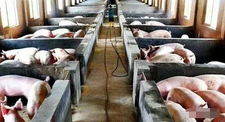 站在风口：猪都要装地暖——记空气能采暖设备在电子游艺网站
的应用