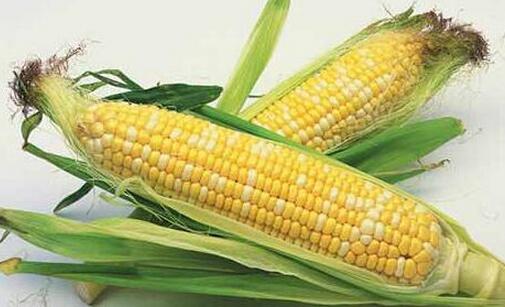 玉米仨月暴涨200元！临储拍卖有啥“猫腻儿”？