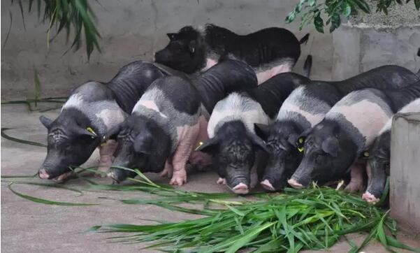 仔猪黄白痢的病因、症状及其防治！