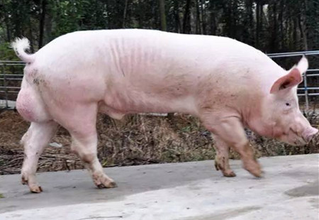 养猪要保证种猪的质量，什么样的种公猪应该淘汰掉？