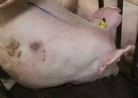 详解让全世界都防不胜防的猪丹毒