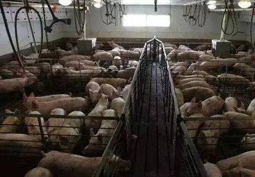 看欧美等发达国家的大型电子游艺网站
是如何处理猪粪尿污水问题的？