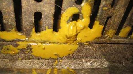 仔猪黄痢发生的两个主要原因