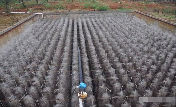 探秘！这家300多头的母电子游艺网站
，处理后的沼液水能直接养鱼