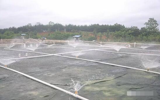 探秘！这家300多头的母电子游艺网站
，处理后的沼液水能直接养鱼