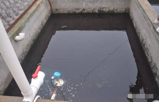 探秘！这家300多头的母电子游艺网站
，处理后的沼液水能直接养鱼