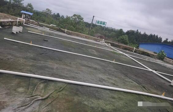 探秘！这家300多头的母电子游艺网站
，处理后的沼液水能直接养鱼