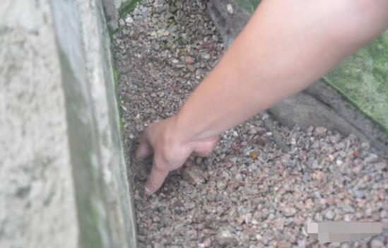 探秘！这家300多头的母电子游艺网站
，处理后的沼液水能直接养鱼