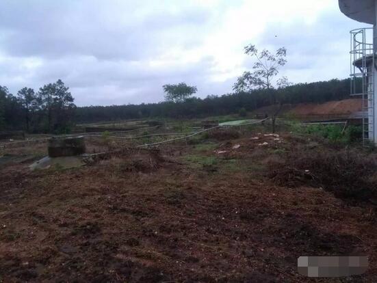 探秘！这家300多头的母电子游艺网站
，处理后的沼液水能直接养鱼