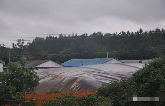 探秘！这家300多头的母电子游艺网站
，处理后的沼液水能直接养鱼