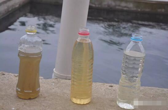 探秘！这家300多头的母电子游艺网站
，处理后的沼液水能直接养鱼